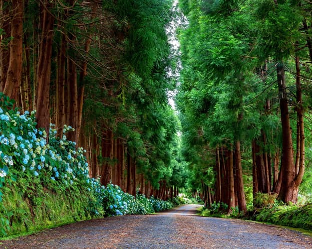 Imagem - Porto ✈ Ilha Terceira 