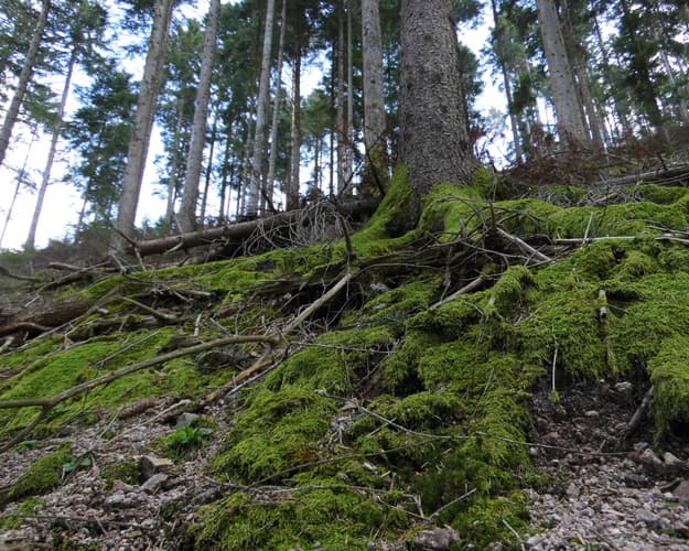 Imagen - Central Europe and the Black Forest