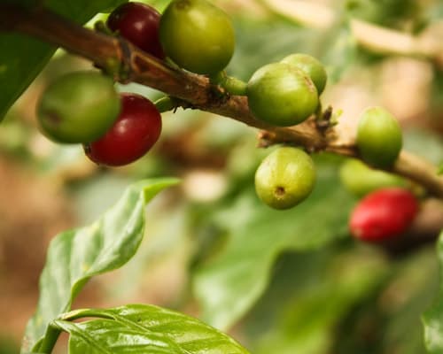 Imagen - Proceso del café Hacienda San Alberto – Privado