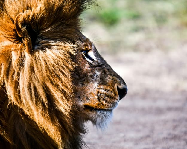 Kép - Safari "Naivasha und Masai Mara"