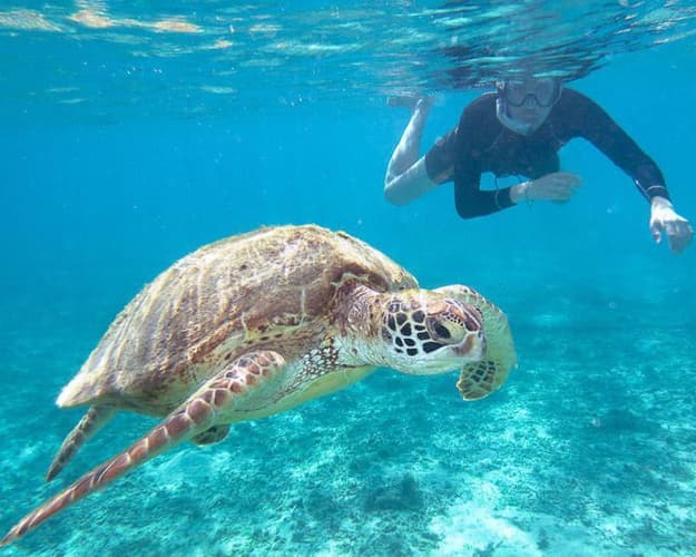 Imagem - Coastal Walk and Swimming with Turtles in Máncora