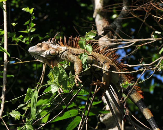 Obraz - Naturwunder & Karibikträume: Tortuguero, La Fortuna & Baden