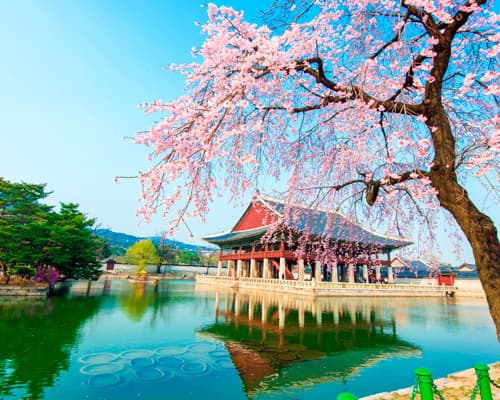 Bild - Korea Highlights: Seoul, Busan & Jeju-Abenteuer