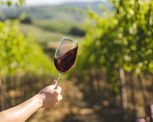 Image - Wine tour in Salento between tradition and taste