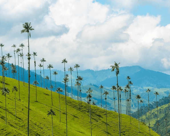 Imagen - Colombia ancestral café, historia y caribe