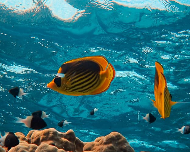 Immagine - Sharm Inn Amarein - Boutique Hotel*** Sharm el-Sheikh