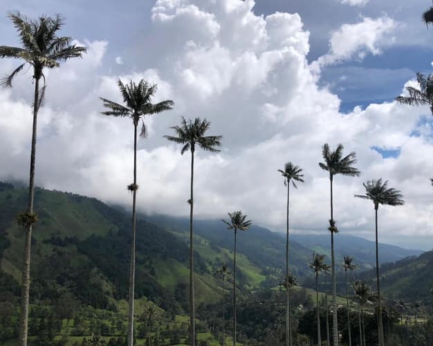 Imagen - Tour Valle del Cocora y Salento - Privado