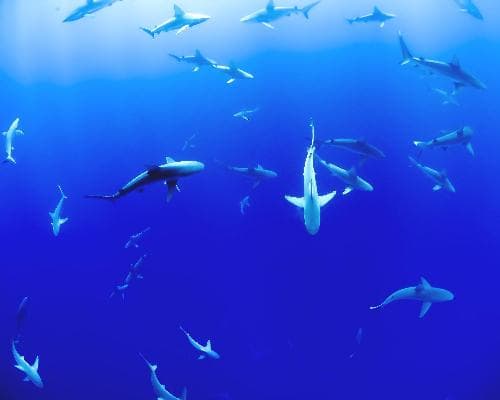 Image - Mit Weißen Haien tauchen in Kapstadt & Mauritius