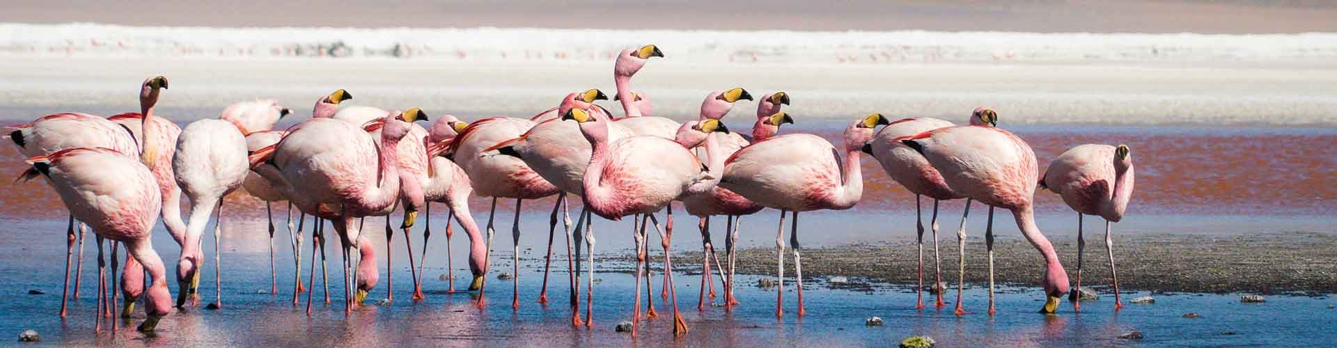 Obraz - Explore Bolivia to Brazil