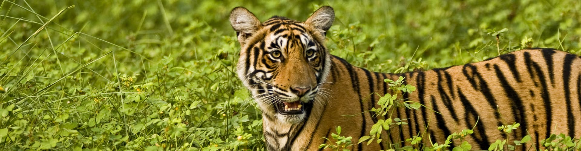 Imagem - Northern India Family Holiday Comfort