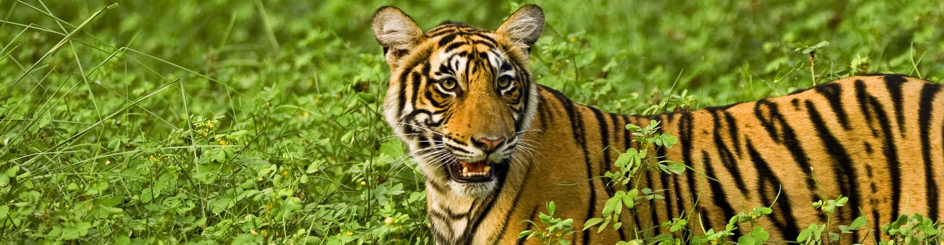 Imagem - Premium India in Depth