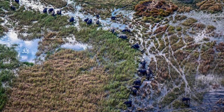 Imagem - Journeys: Southern Africa Safari Experience