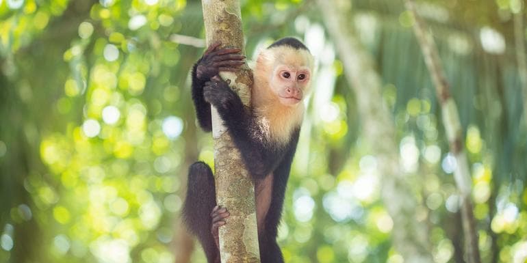 Imagem - Costa Rica Family Experience