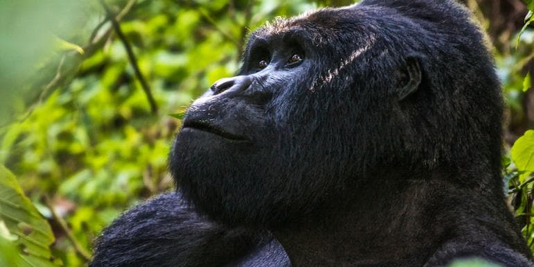 Image - Uganda Overland: Gorillas & Chimps