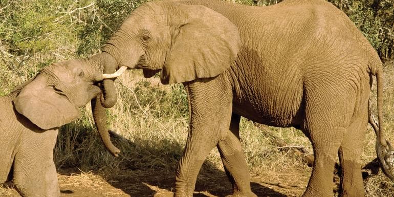 Image - Journeys: Kenya Safari Experience