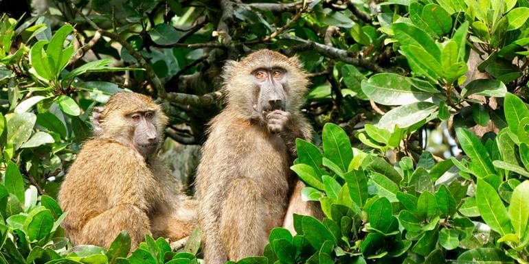 Image - East Africa In-Depth