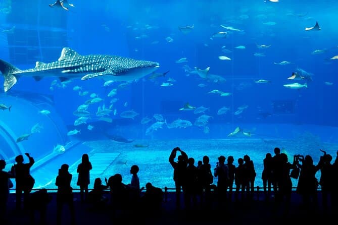 Imagen - Dubai Aquarium, Dubai, United Arab Emirates