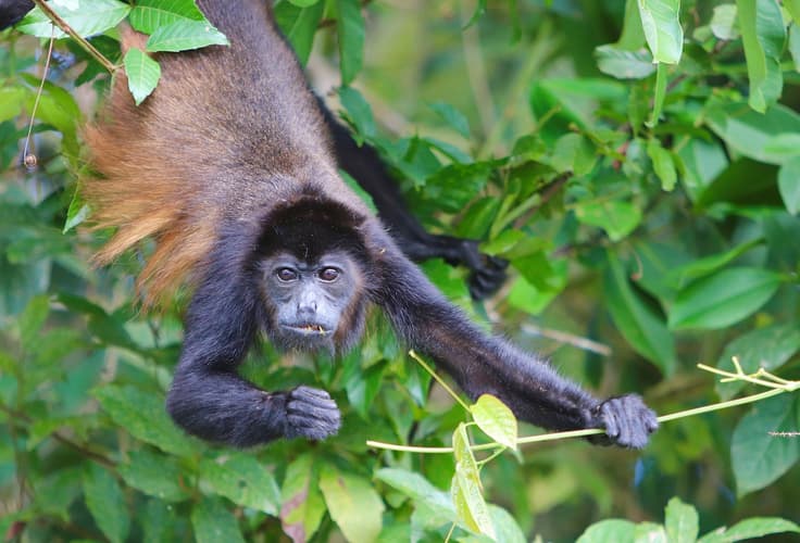 Imagem - Expedición Tropical