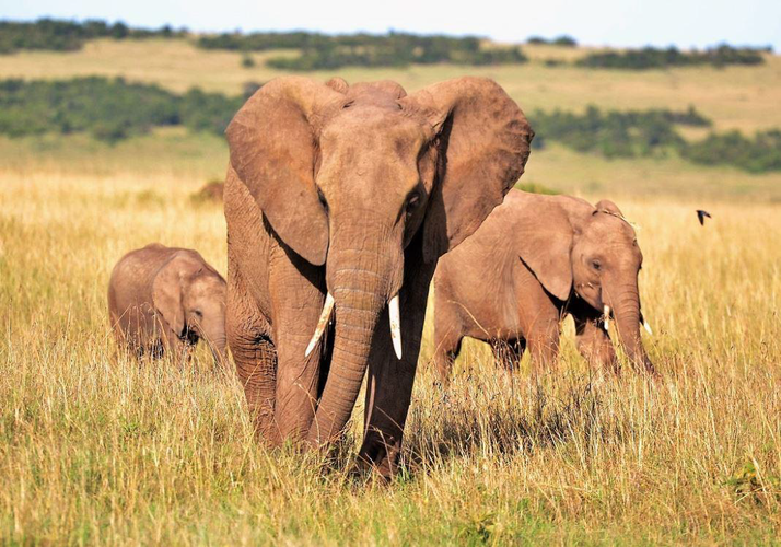 Imagen - Kiritiri - LOW COST (sólo 2 safaris en Masai Mara)