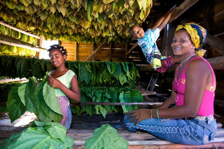 Bild - La Vida Cubana