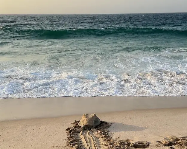 Kép - Turtle Package with Adventure
