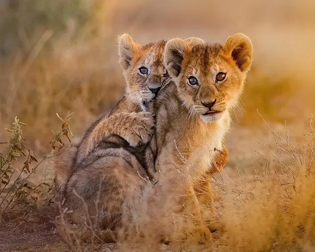 Imagine - Descopera cu familia: Sejur Charter Bamburi Kenya, februarie
