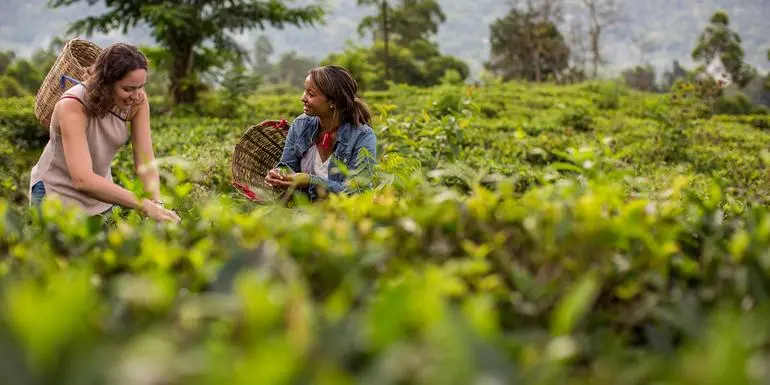图像 - India to Sri Lanka: The Pink City & Spice Gardens