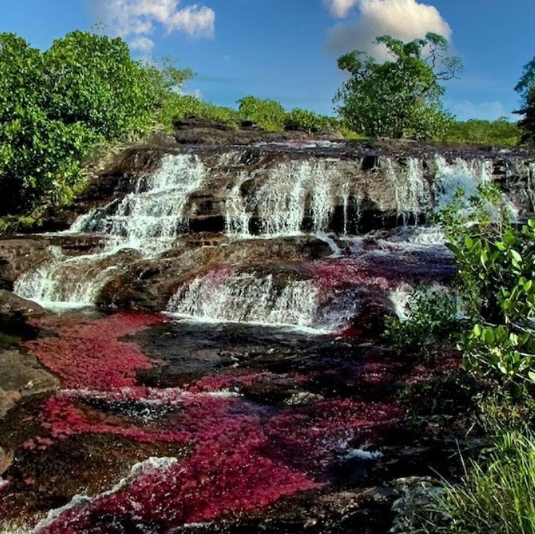 Dia 4. Caño Cristales  - La Macarena