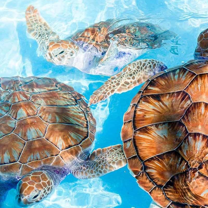  Eingang zur Meeresschildkröten-Brut- und Rettungsstation - Colombo