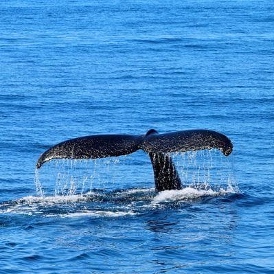 In barca alla ricerca di cetacei - Boston MA