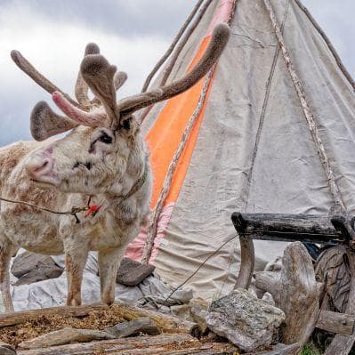 Visitare una fattoria del popolo Sámi - Sortland