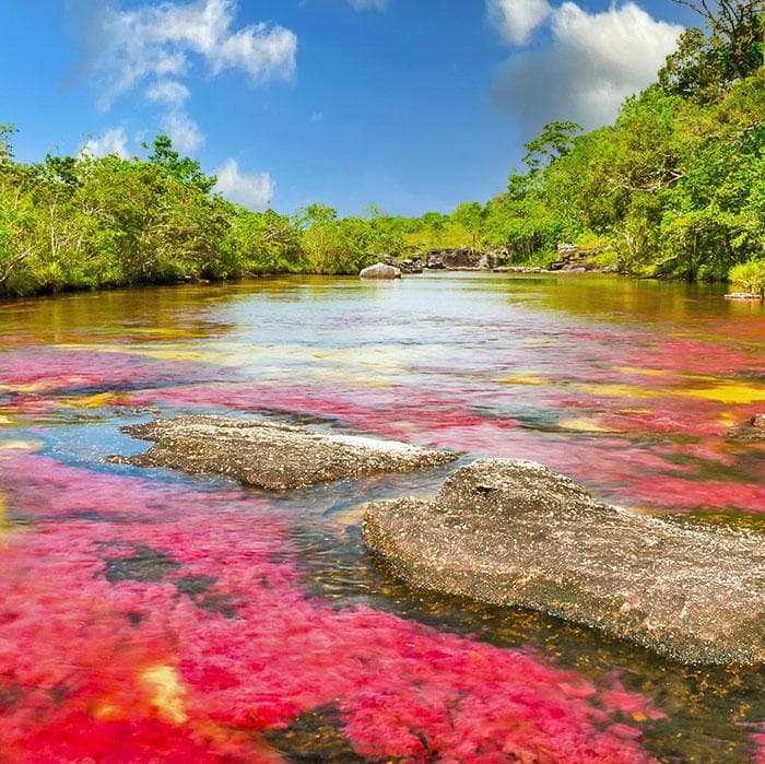 Dia 3. Bogotá - Caño Cristales - La Macarena