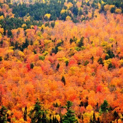 Il fall foliage del New England - North Conway NH