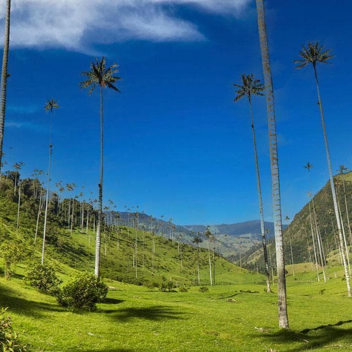 Day 5. Tour to Cocora Valley - Salento  - Armenia, Antioquia