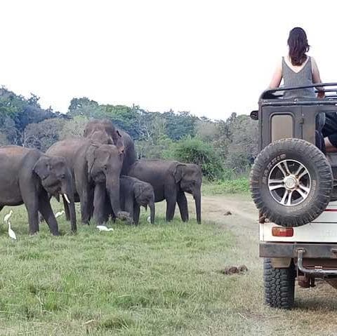 Eintritt in den Minneriya- oder Kaudulla-Nationalpark + halbtägige 4x4-Jeep-Safari - Sigiriya