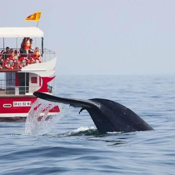 Bootstour zur Walbeobachtung - Mirissa