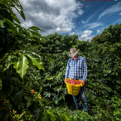 Dia 5 Pereira - Tout de Café  - Pereira