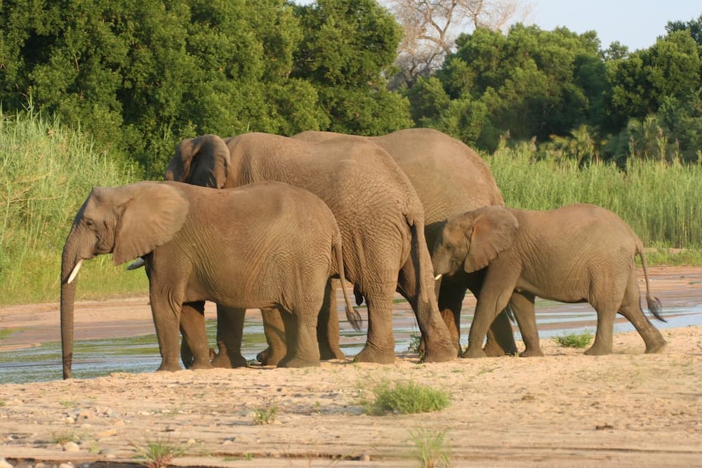 Karongwe - Chisomo Safari Camp