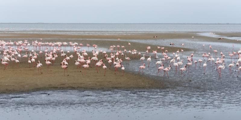 Jour 8 : Swakopmund - Walvis Bay - Désert Du  Namib (410km/07h00)