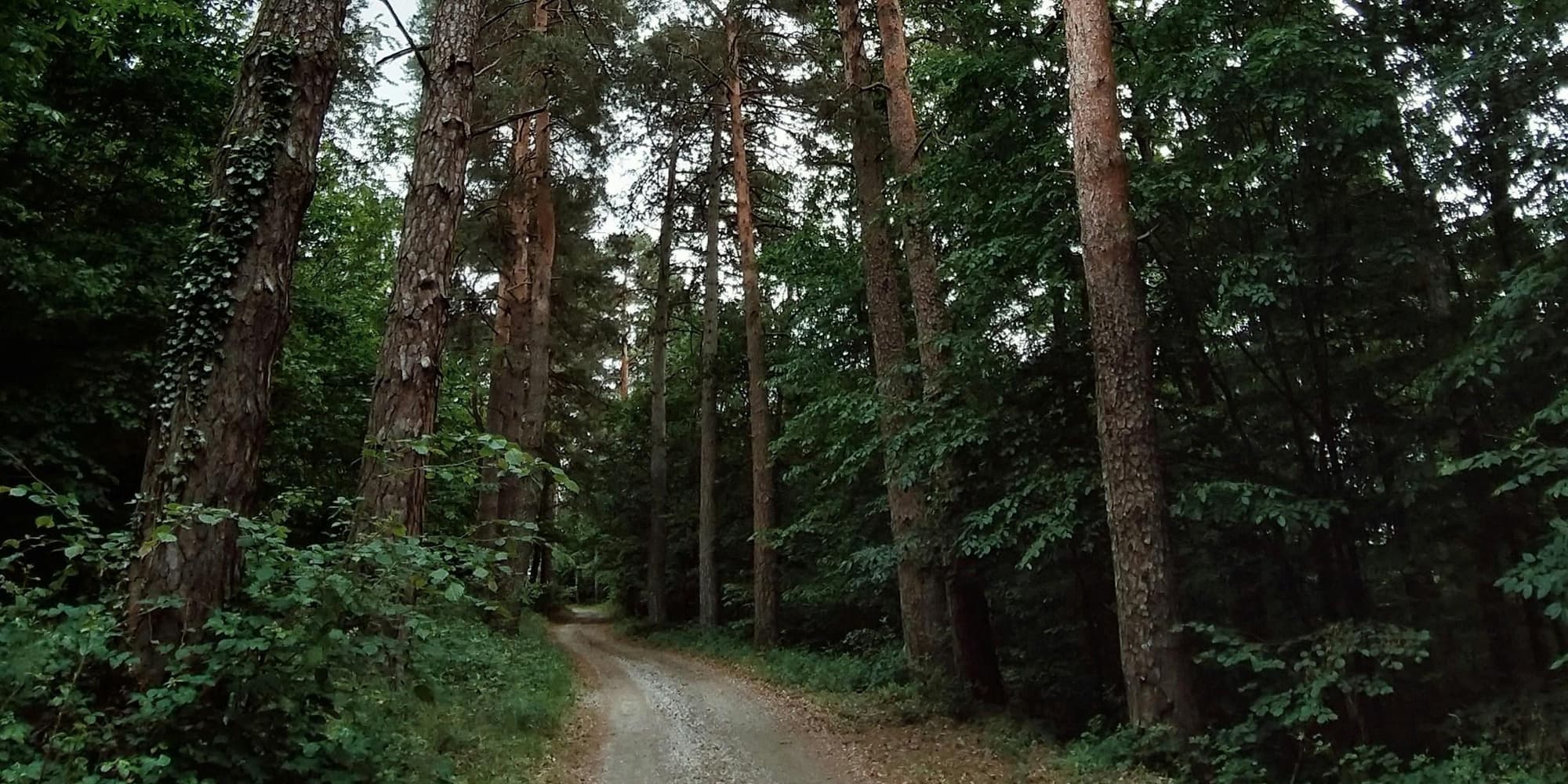 DIA 6: CAIRNS - DAINTREE RAINFOREST