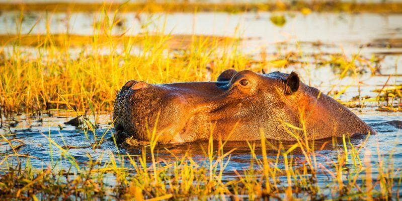 VICTORIA FALLS / PARCO CHOBE