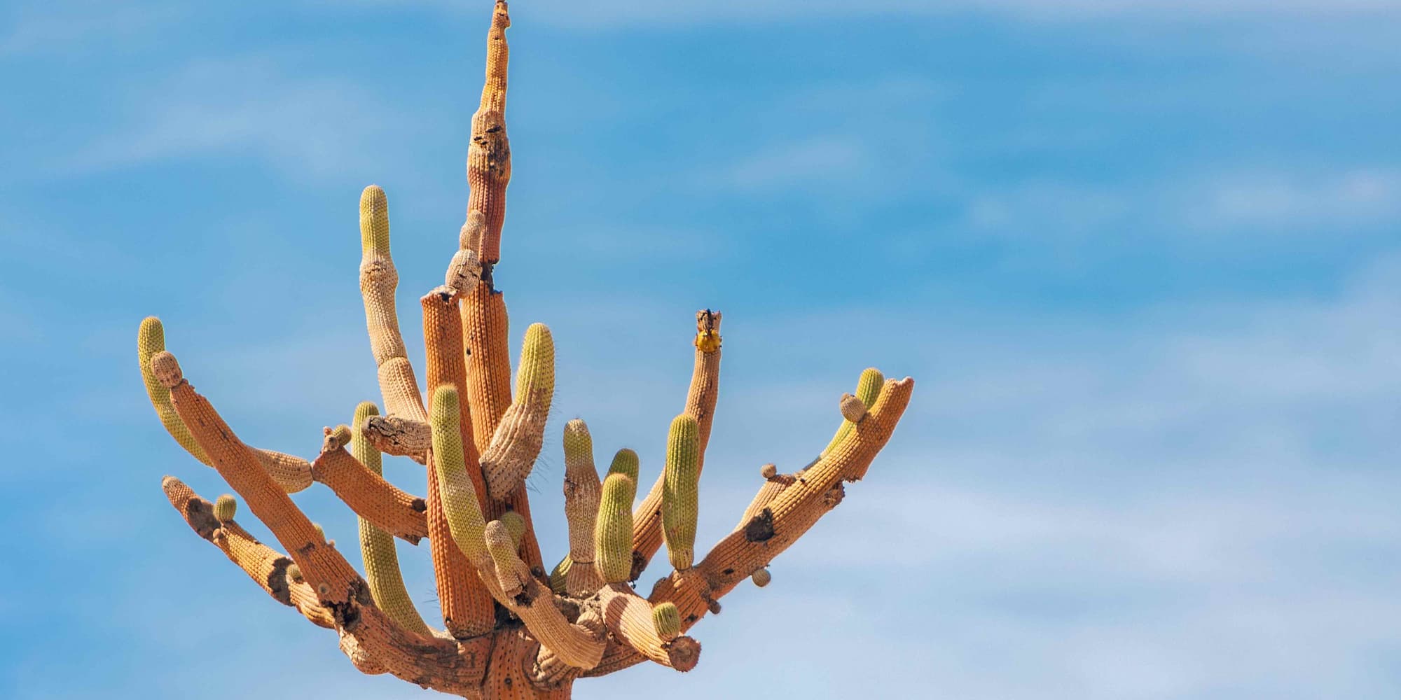 3º   Giorno - Arica–Putre 