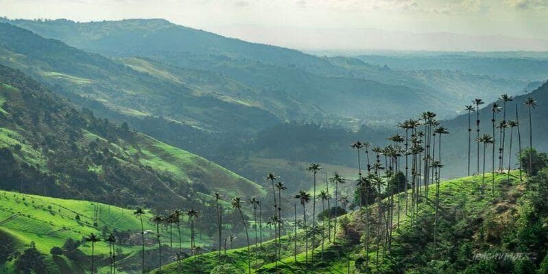 Day 5. ARMENIA OR PEREIRA – Coffee Experience at a Coffee Farm