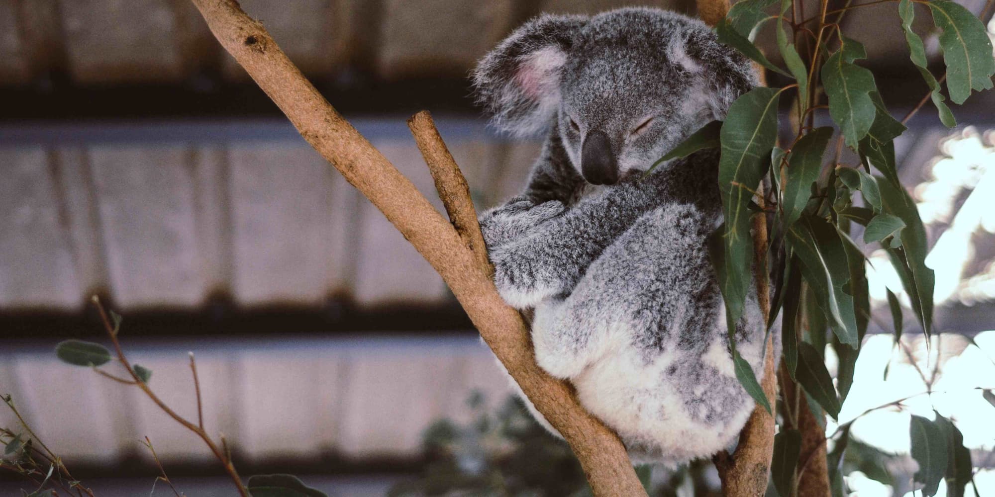 DIA 4: MELBOURNE - NATUREZA EM PHILLIP ISLAND