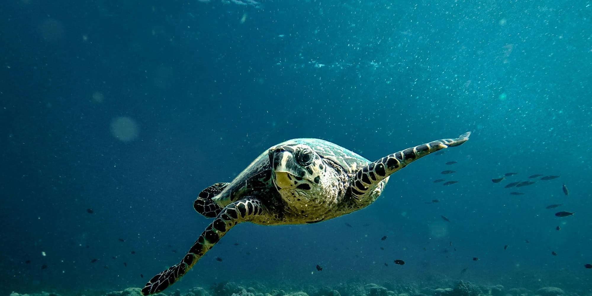 DÍA 2: EXPLORACIÓN MARINA EN EL ATOLÓN ARI