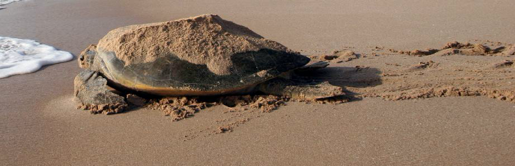 DAY 03: SUR - MUSCAT