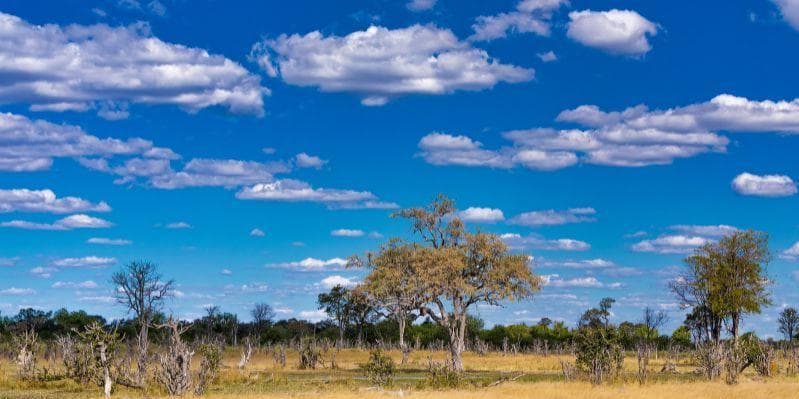 MOREMI GAME RESERVE / MAUN
