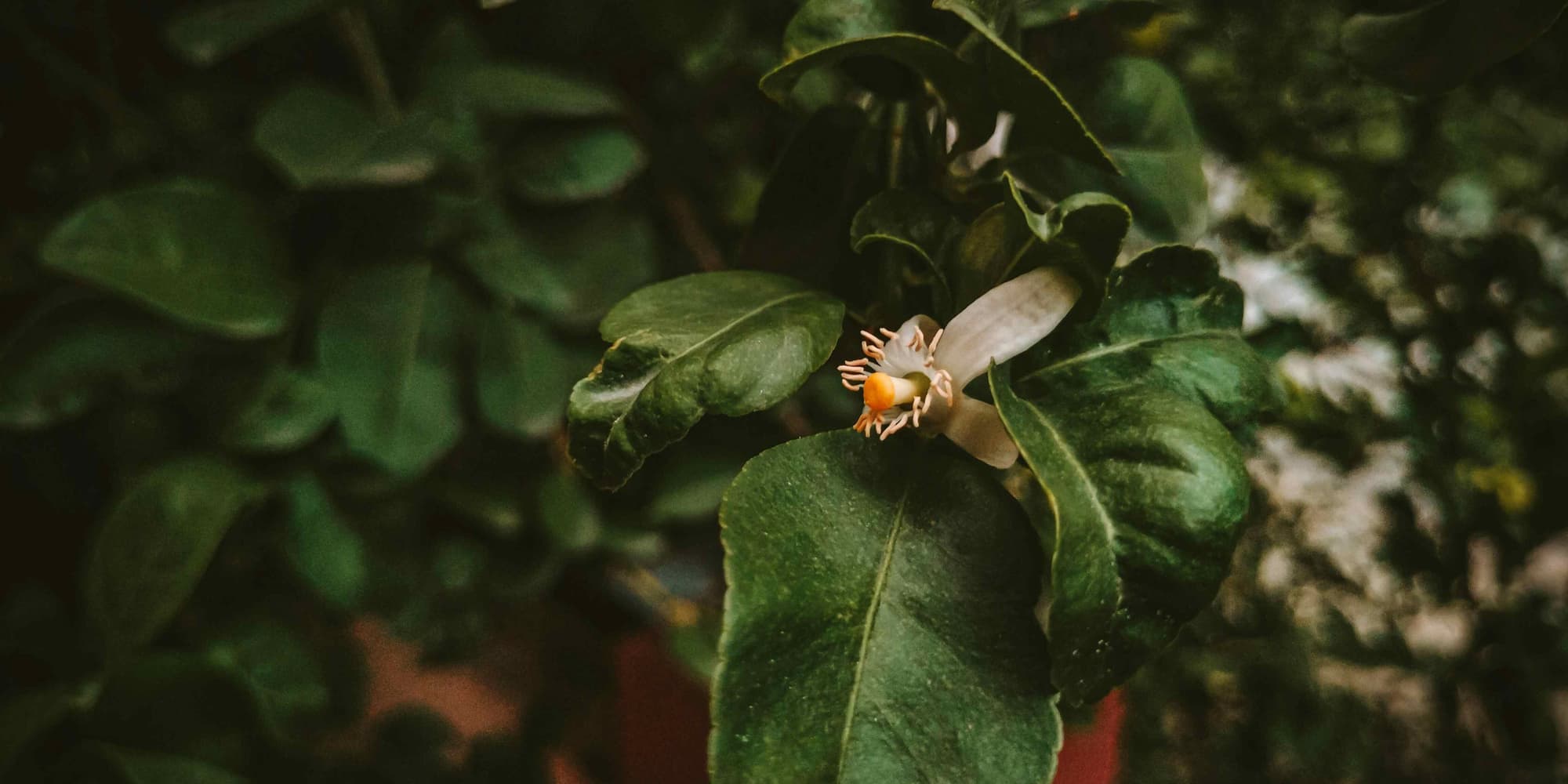 DAY 3: TRANSFER TO UDAIPUR, THE LAKE CITY