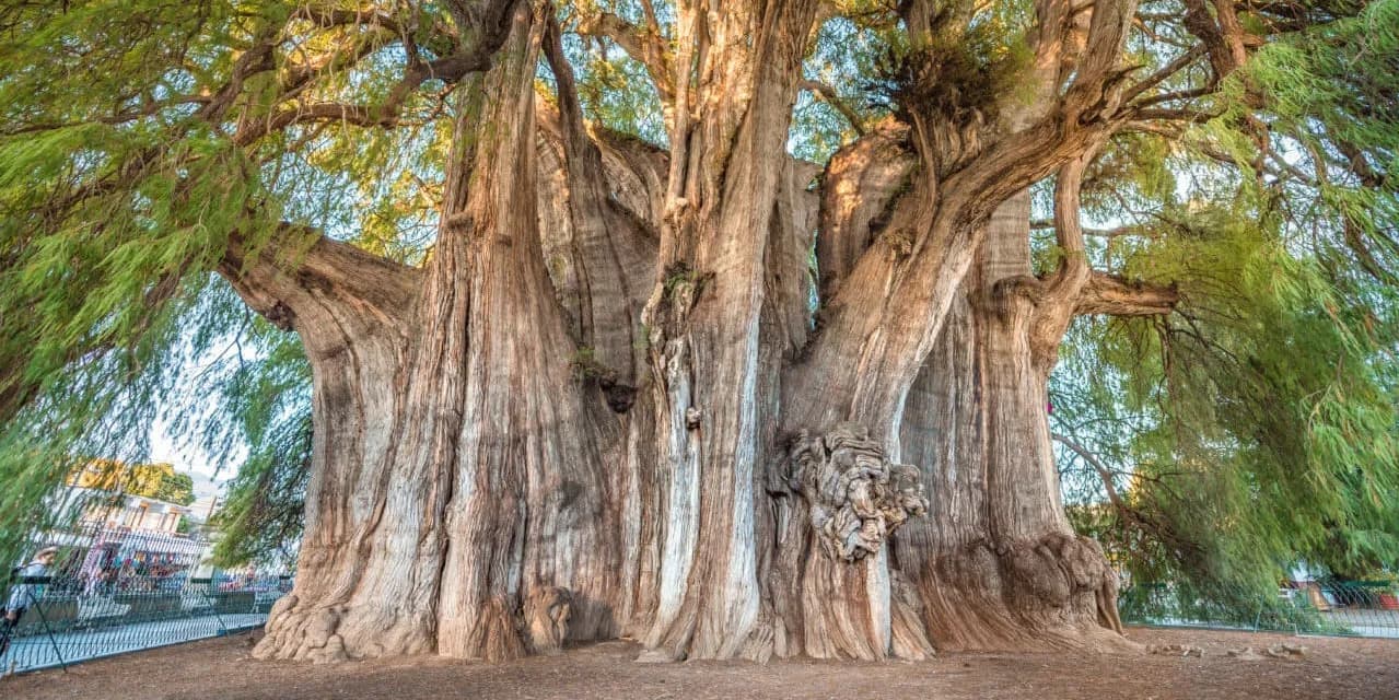 DÍA 5      (SÁBADO)		OAXACA (CORAZÓN VALLES CENTRALES) / TEHUANTEPEC