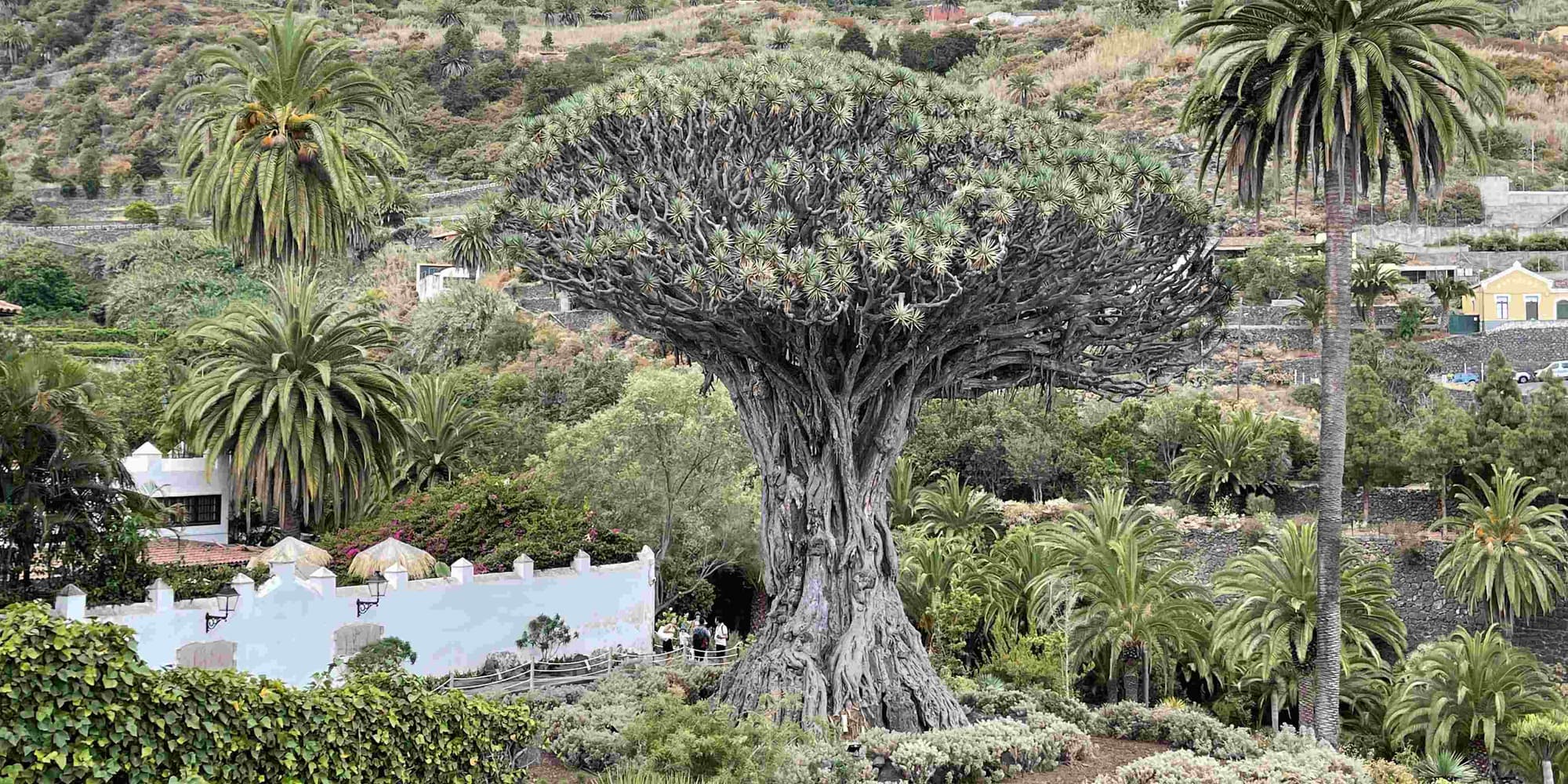 DÍA 3: VILLA DE MAZO - ICOD DE LOS VINOS